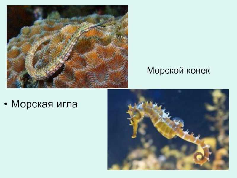 Морской конек – невероятное создание. описание и фото морского конька
