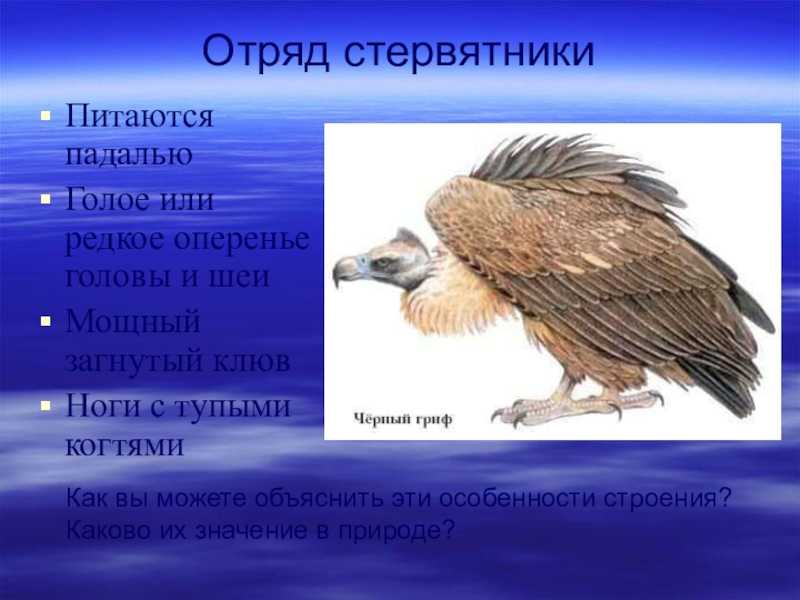 Стервятник обыкновенный ваше имя (обязательно) ваш e-mail (обязательно) тема сообщение пожаловаться ▲▼ проблемыинформация невернаопечатки, неверная орфография и пунктуацияинформация потеряла актуально