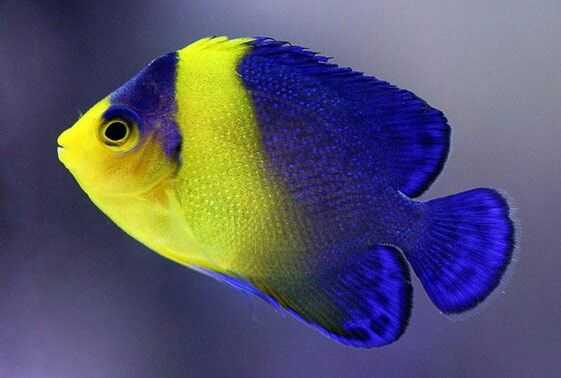 Centropyge flavipectoralis - википедия - centropyge flavipectoralis