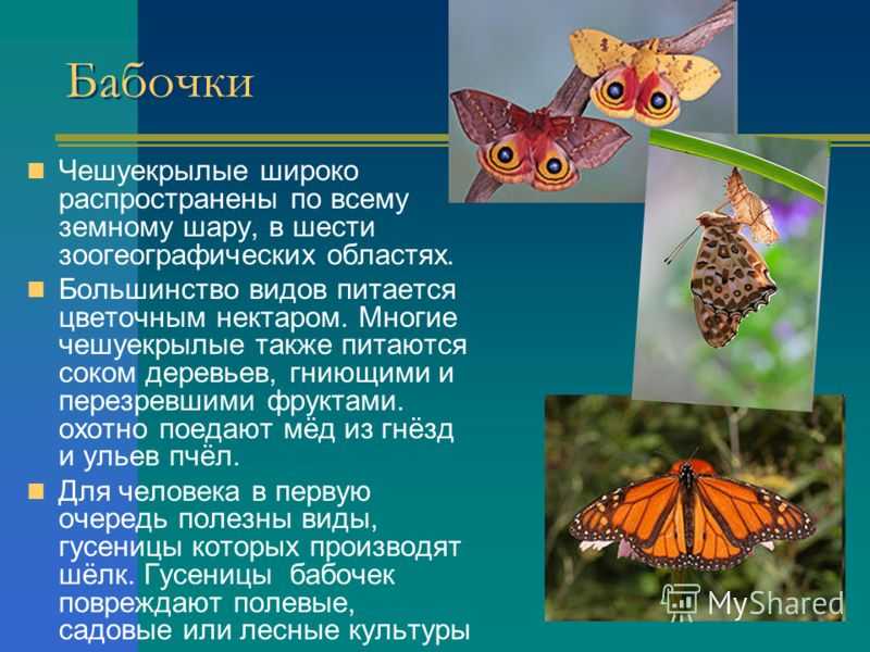 Булавоусые чешуекрылые — энциклопедия руниверсалис