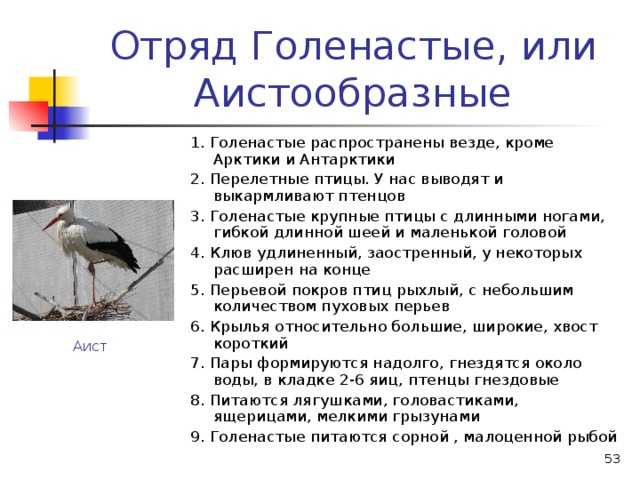 Аисты: описание, виды, обитание, враги, размножение | планета животных