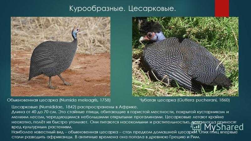 Отряды класса птиц - список, названия, фото и краткое описание