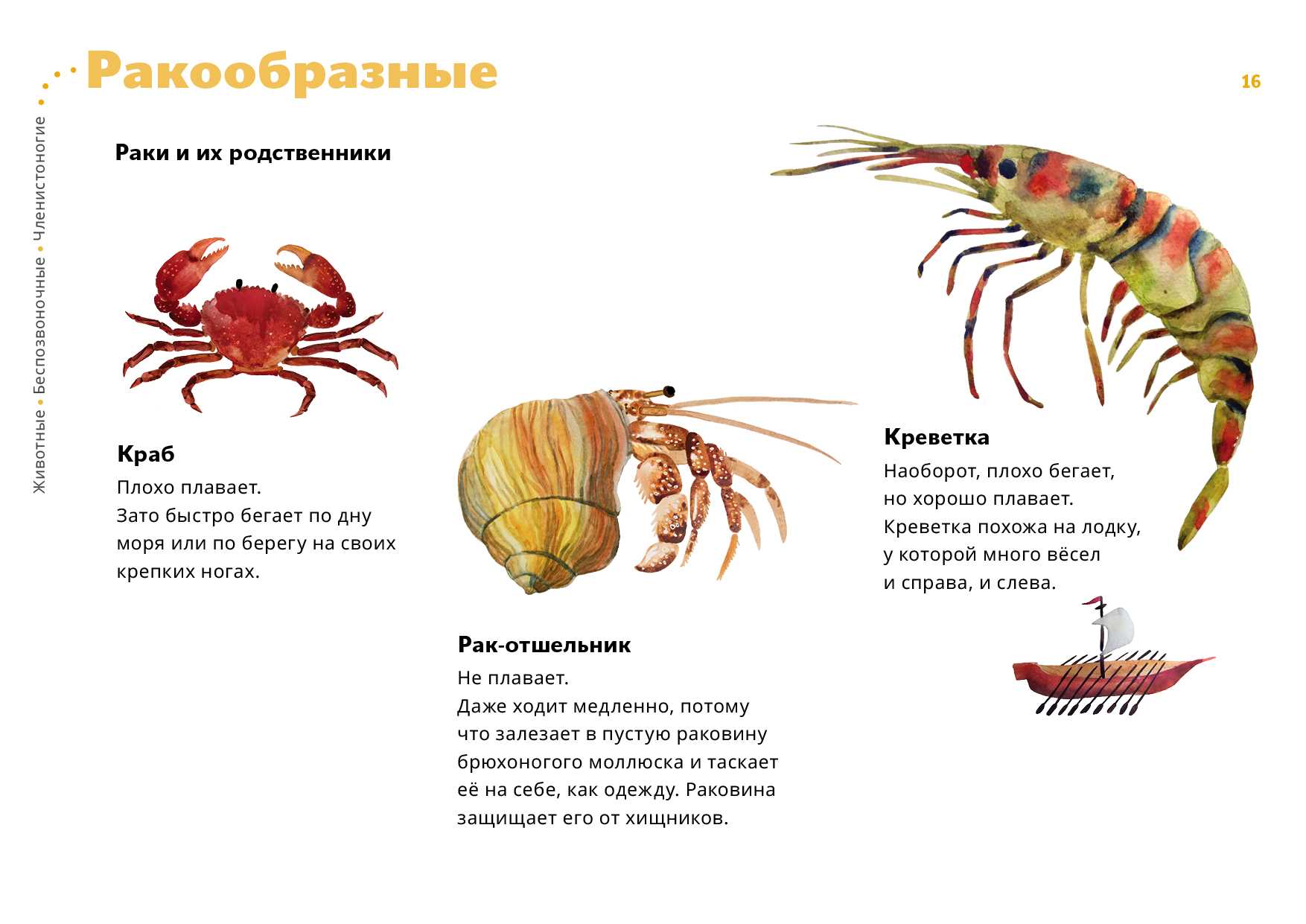 Рак отшельник • блог аквариумиста аква-ас