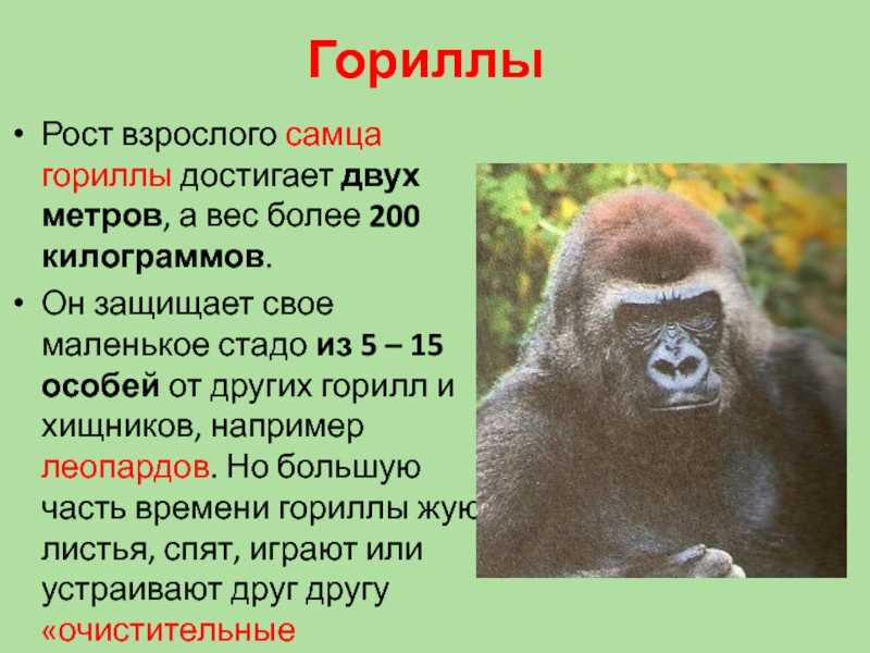 Горилла