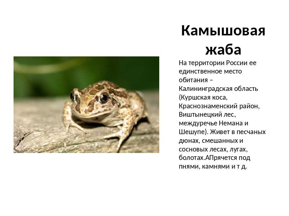 Описание обыкновенной серой жабы из красной книги