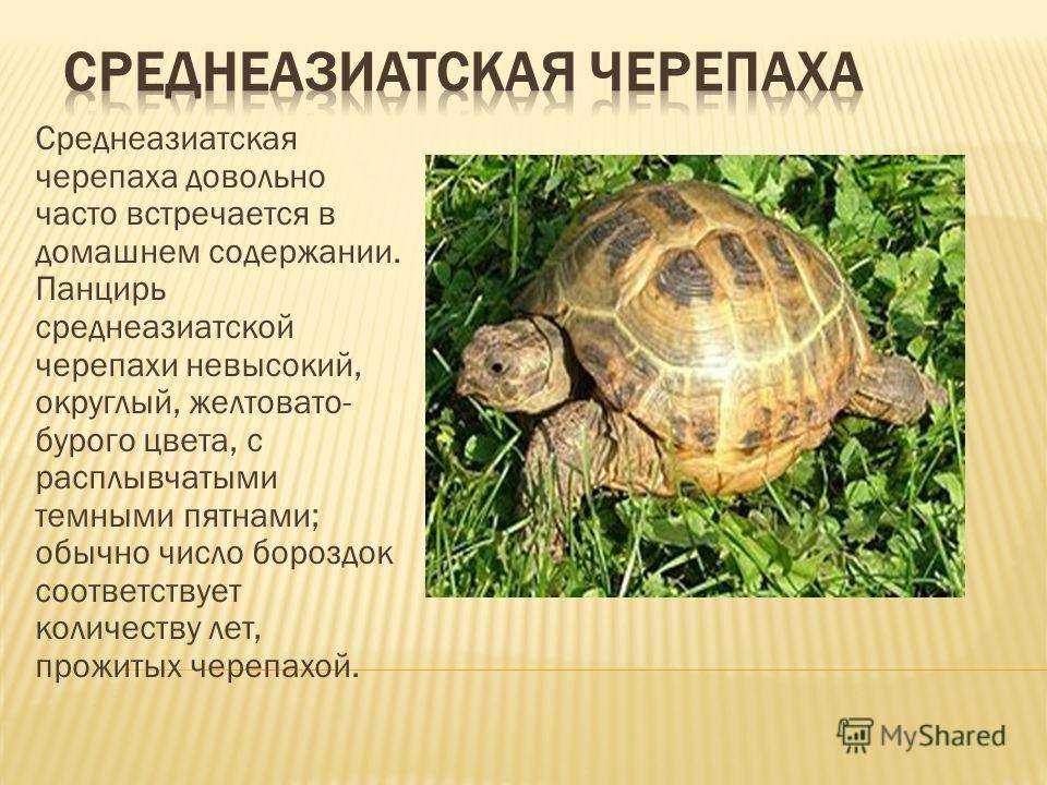 Средиземноморская черепаха – уход в домашних условиях, фото, размножение, сколько живет