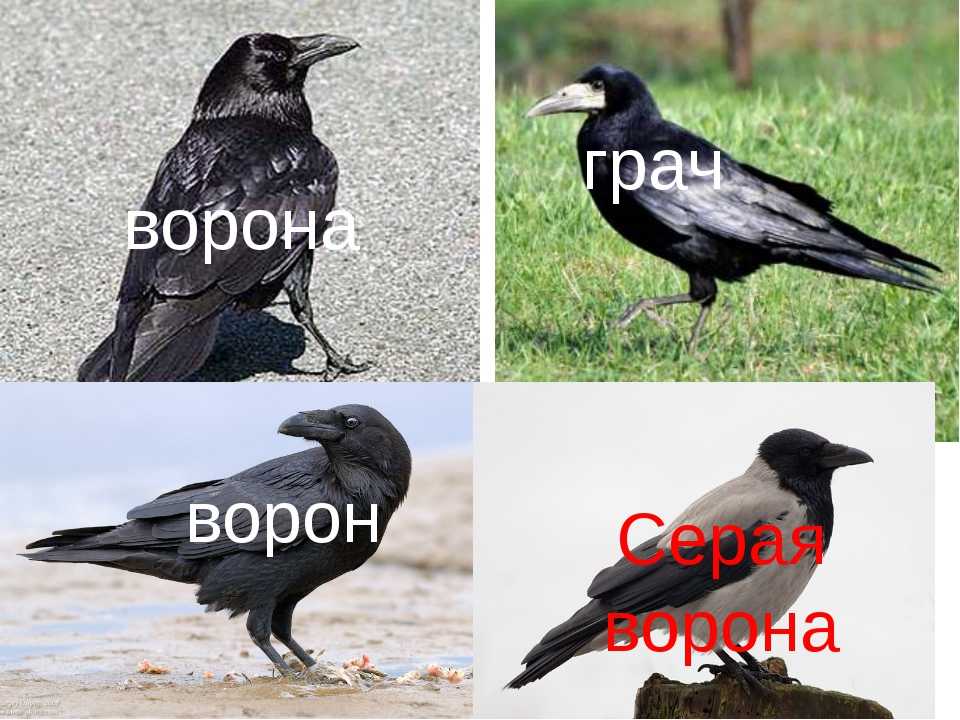 Тамбовский зоопарк — определитель животных / класс: птицы / отряд: воробьинообразные / семейство: врановые / род: вороны / страница: 2
