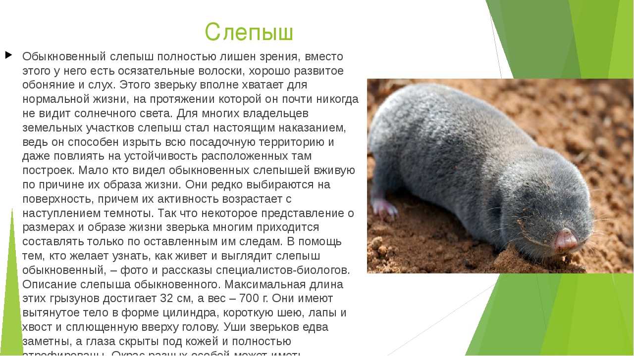 Цокор животное. образ жизни и среда обитания цокора