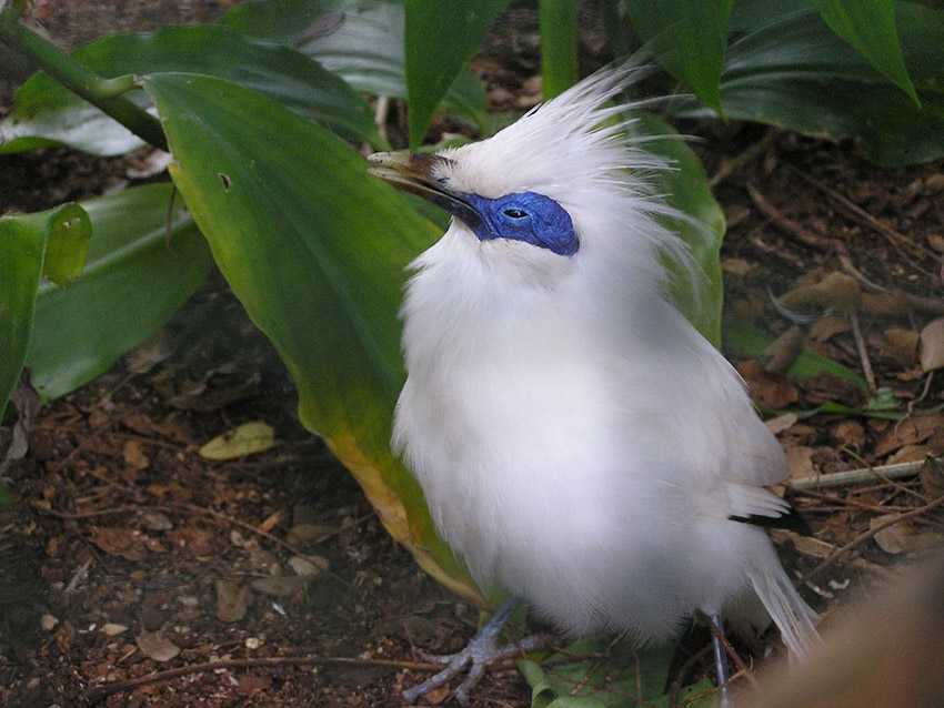 Скворец