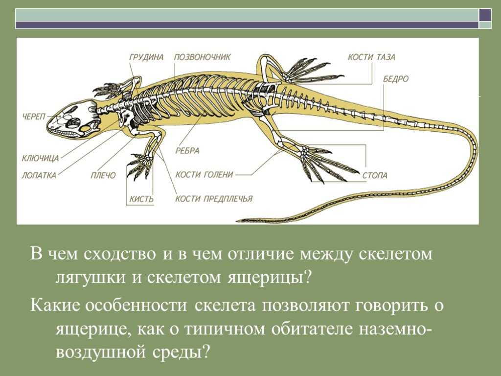 Тритон
