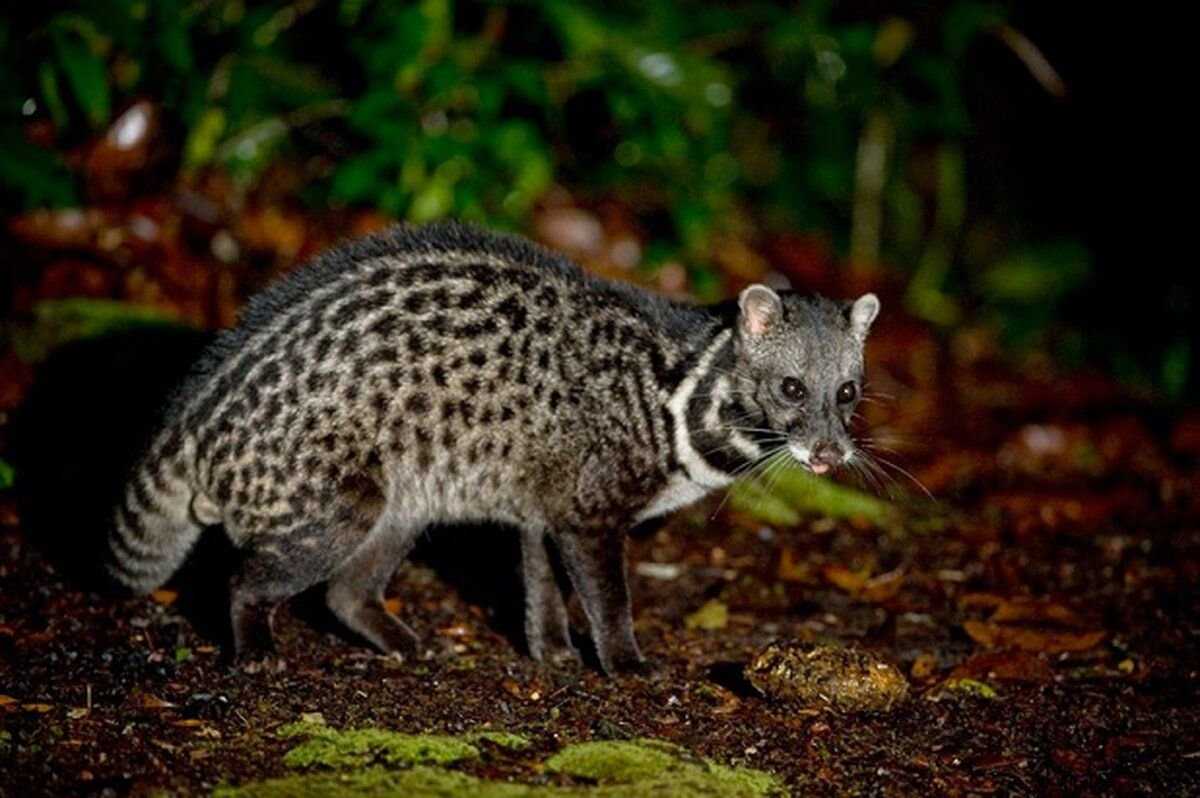 Гималайская цивета: , (paguma larvata), , —  gazeta-volga.ru