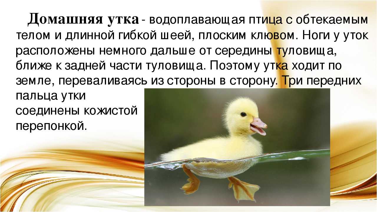 Тропические животные: список, виды, названия, описания и фото