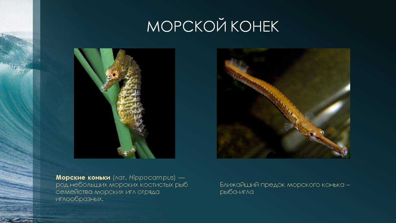 Рыба игла является близкой родственницей морского конька