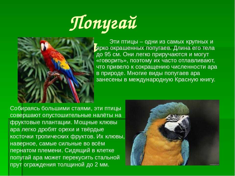 Описание птицы додо (маврикийского дронта) из красной книги