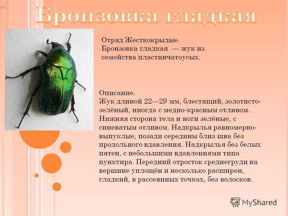 Жук бронзовка - виды и описание, особенности жизни