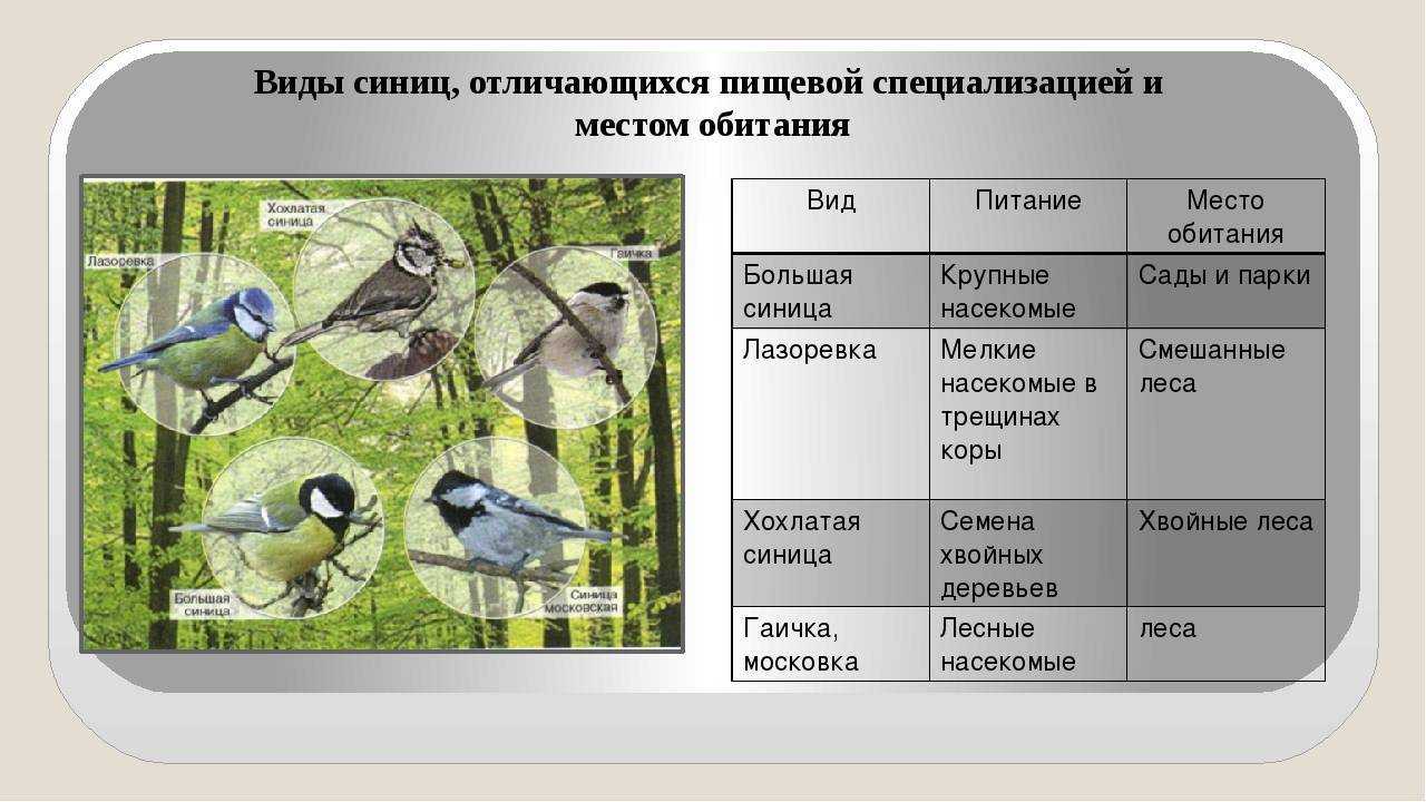Сравнение птиц 3 класс. Классификация синицы. Экологическое видообразование синицы. Синица большая Тип развития. Экологическая ниша синицы.