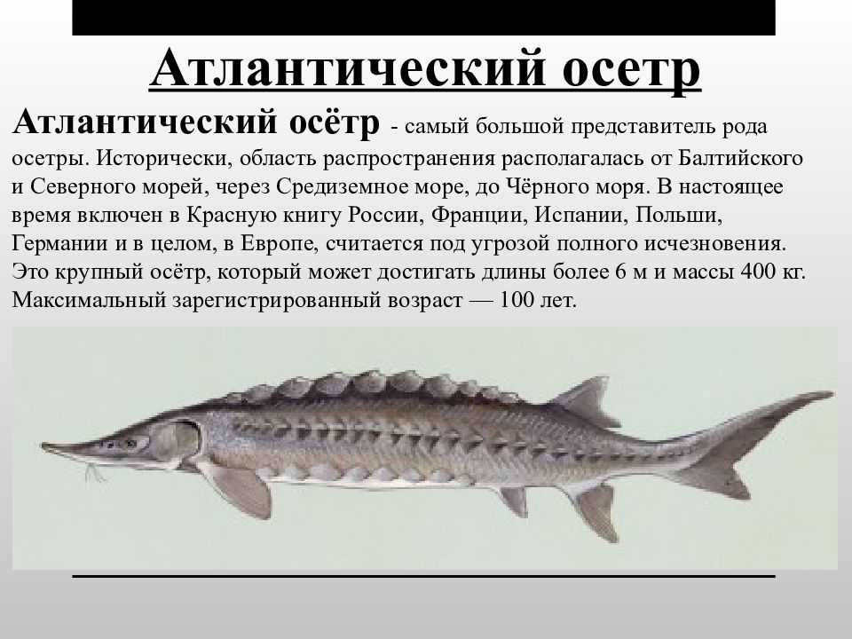 Стерлядь – описание, фото, как готовить, отличия от осетра