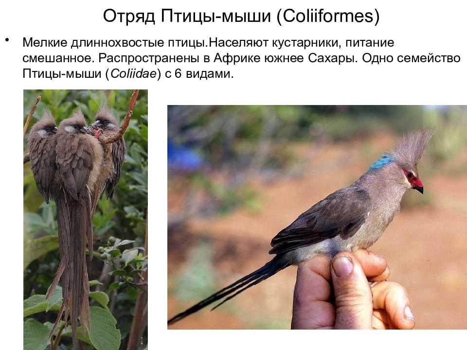 Птицы: внешний вид, фото, особенности, интересные факты, среда обитания