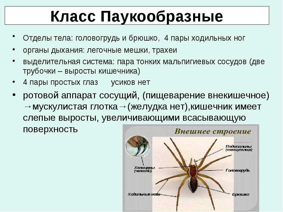 Паукообразные внешнее и внутреннее строение, характеристика и значение класса - tarologiay.ru