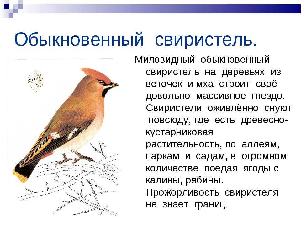 Свиристель (фото): яркая птица, умеющая петь
