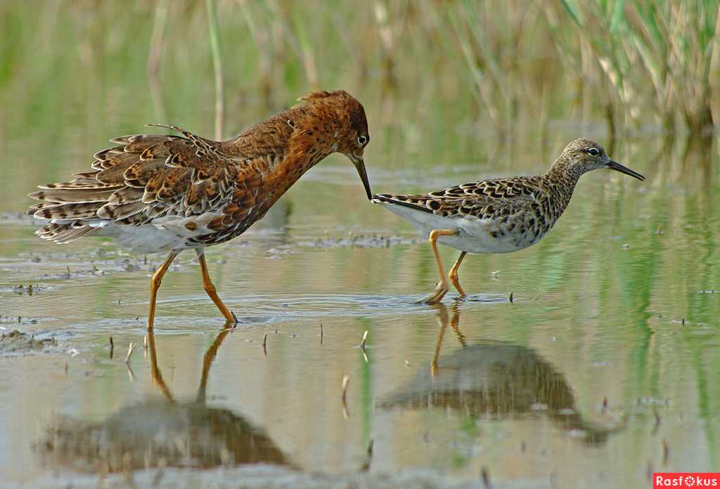 Кулик-сорока (материковый п/вид) haematopus ostralegus longipes