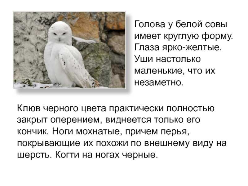 Доклад филин (сообщение 2, 3, 4, 6 класс) (описание для детей)