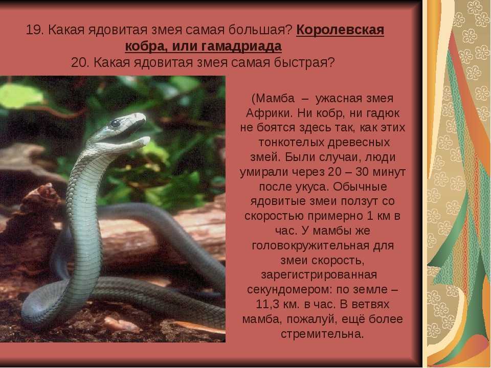 Королевская кобра! и 10 интересных фактов о ней
