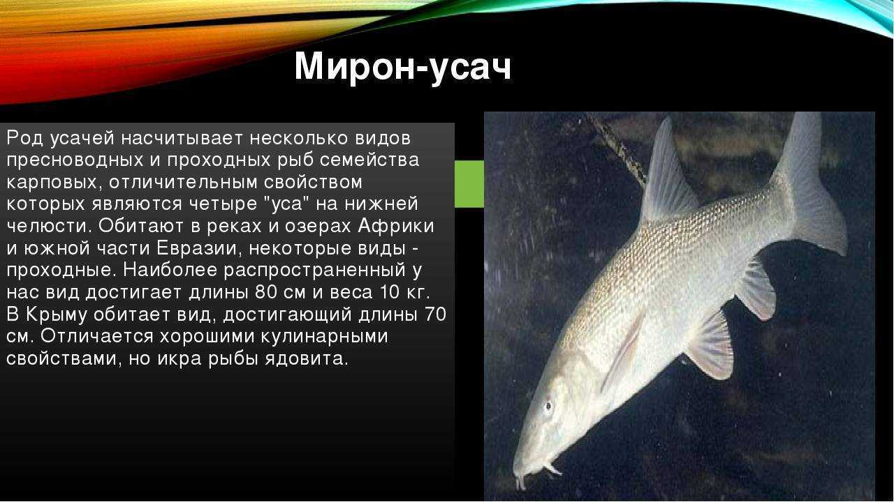 🚩 рыба-усач или мирон: где обитает, какие разновидности