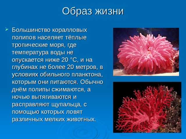 Что такое кораллы? это животные или растения?
