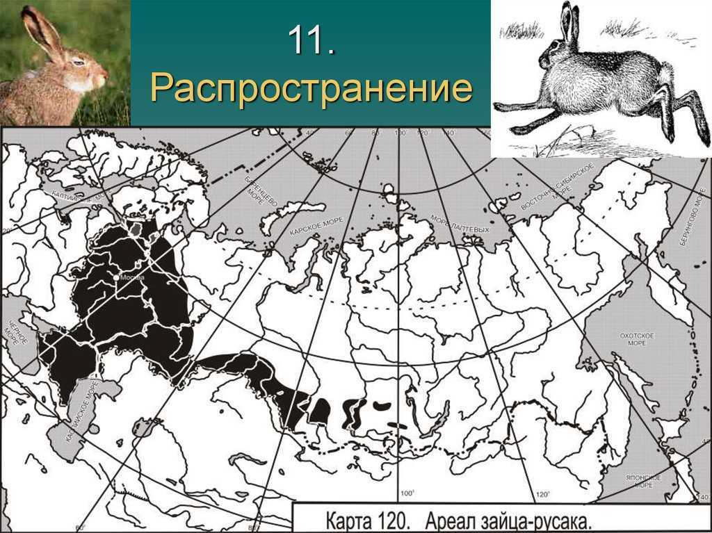 Филин – виды и описание