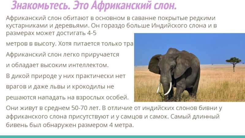Слон африканский | мир животных и растений