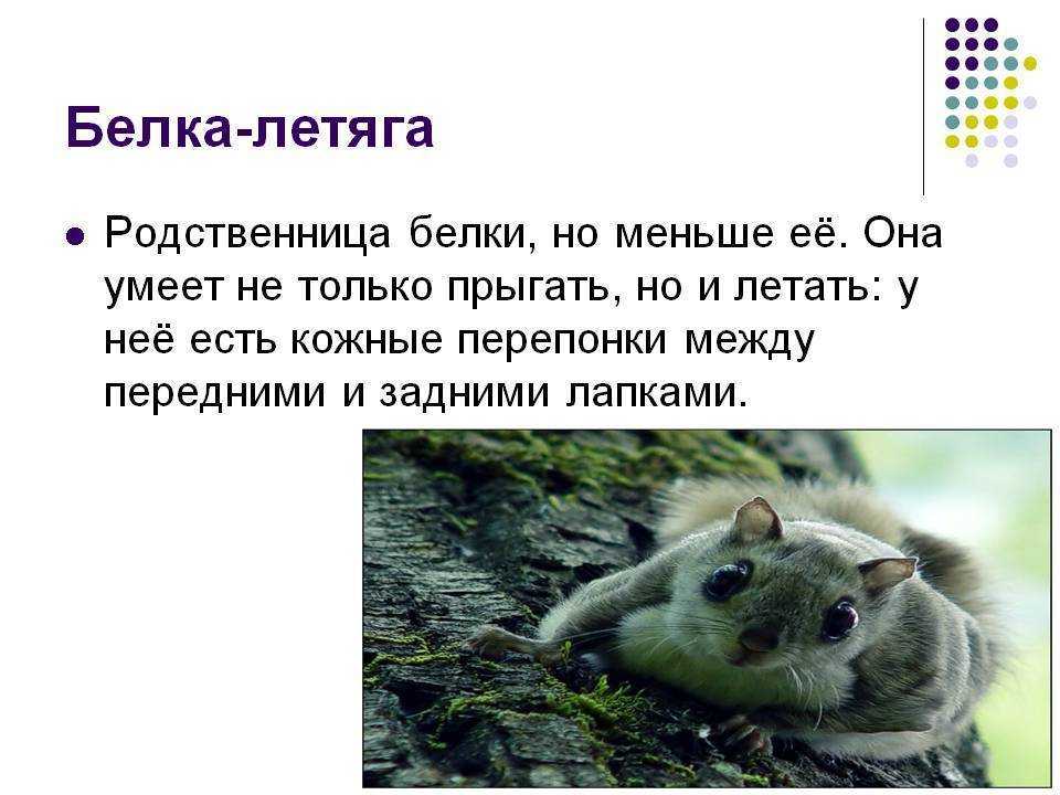 Белка