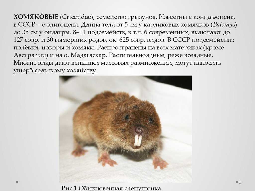 Отряд грызуны - представители млекопитающих грызунов, список с фото | семейство грызунов
