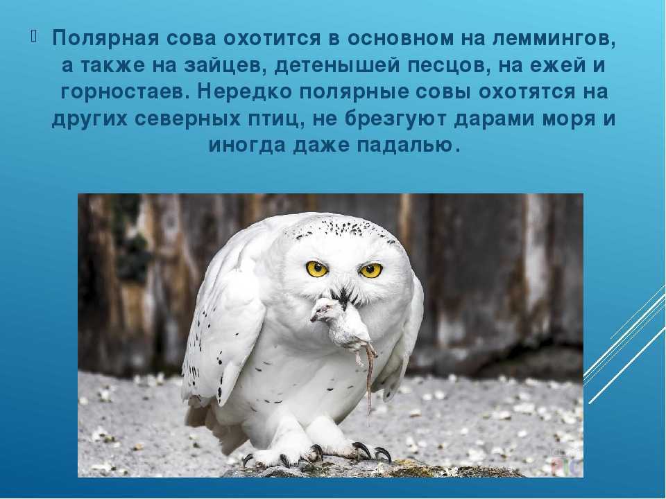 Полярная белая сова – фото и описание птицы, где обитает, красная книга, чем питается, факты и видел