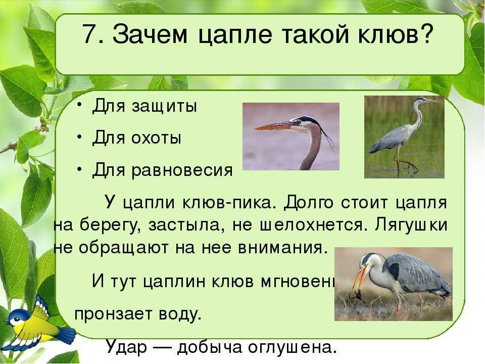 Цапля (50 фото) - описание птицы, среда обитания и чем питается