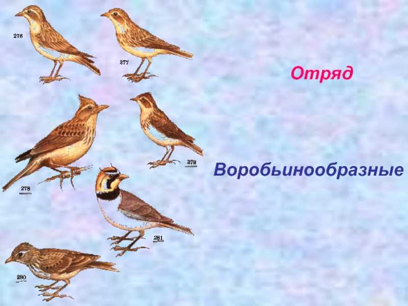 Воробьинообразные — энциклопедия руниверсалис