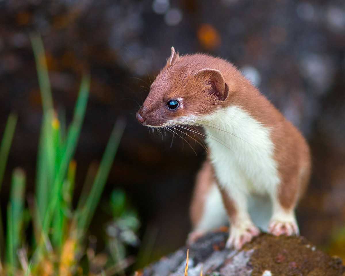 Длиннохвостая ласка Mustela frenata latirostra широко распространена в Северной, Центральной и Южной Америке Длина тела самок 28-35 см самцов 33-42, вес самок варьирует от 80 до 250 г самцов от 160 до 450 г Это бесстрашный и агрессивный охотник