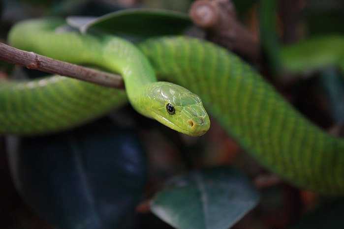 Замбия ⋆ (zambia)