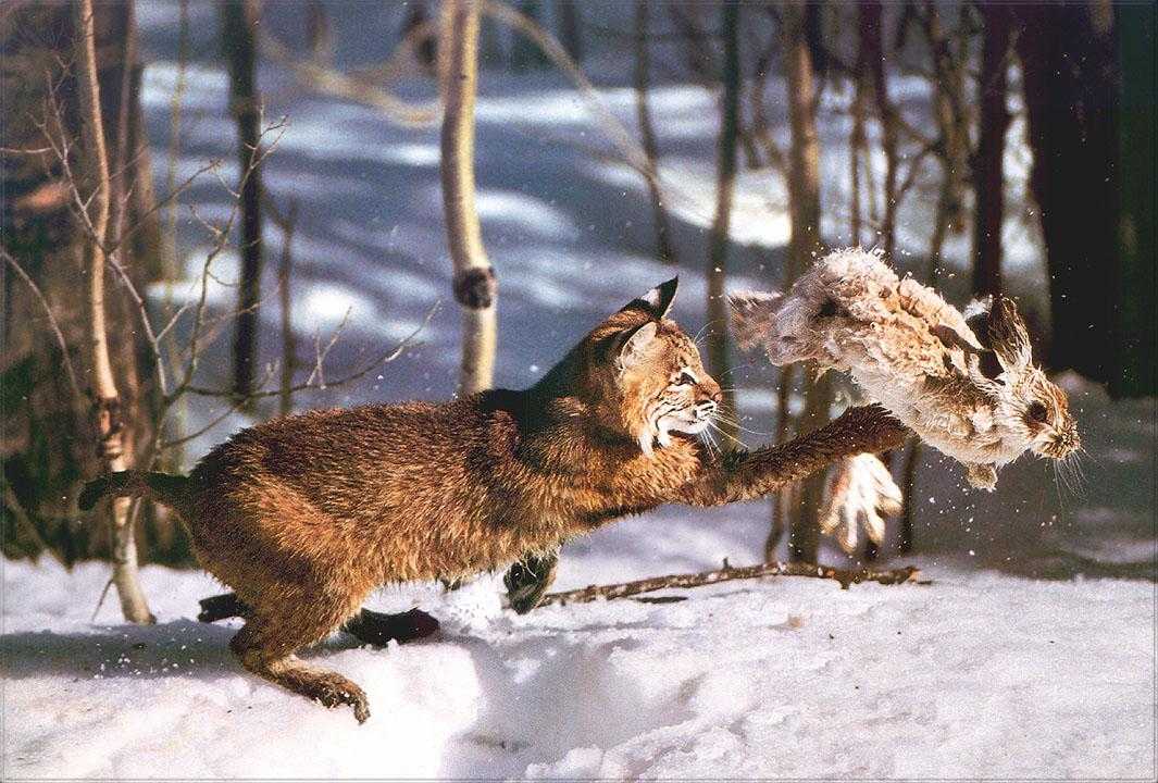 Грызуны