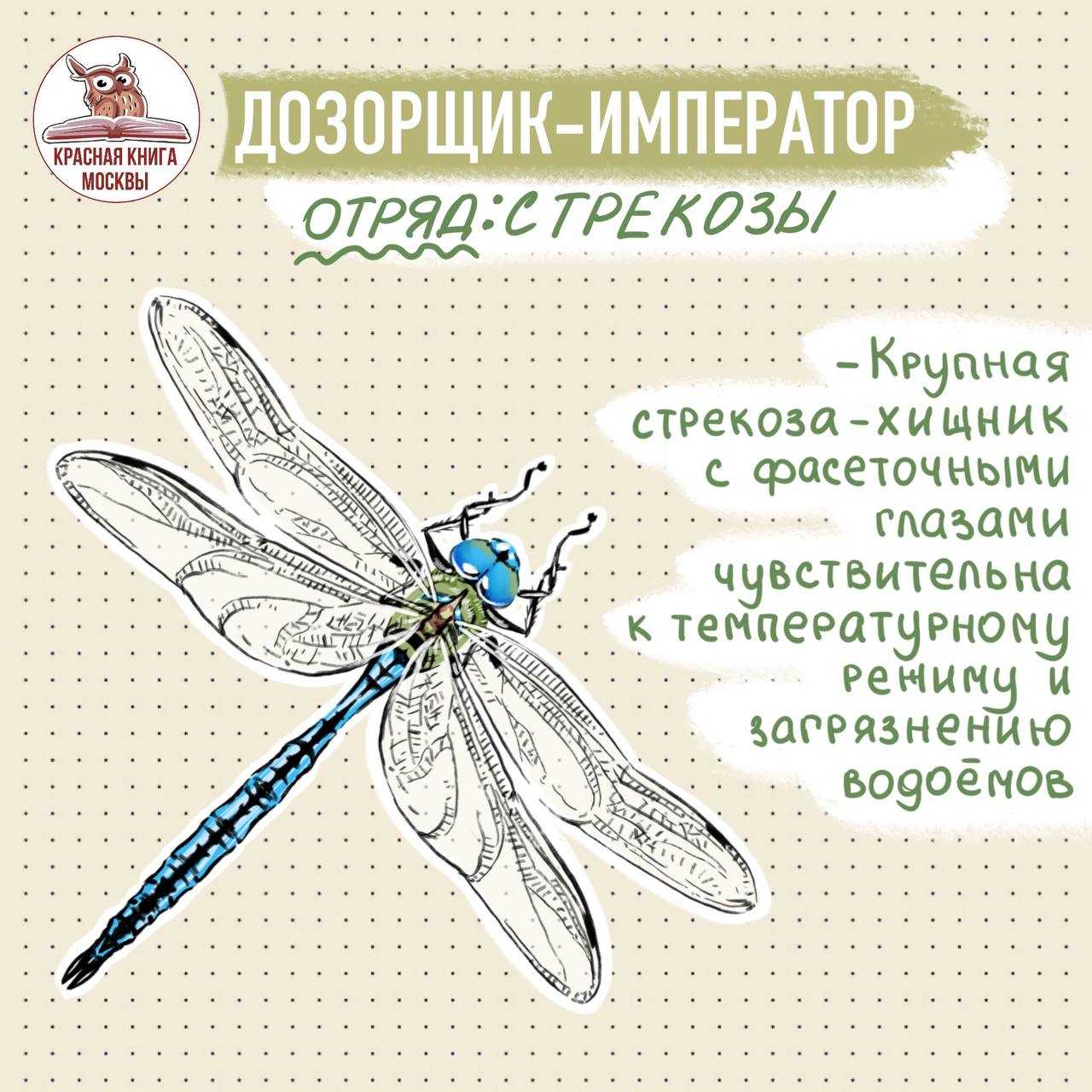 Дозорщик-император: фото и образа жизни стрекозы