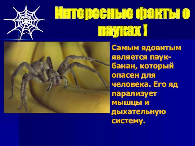 Факты о банановых пауках или пауках с золотой сферой - образование - 2023