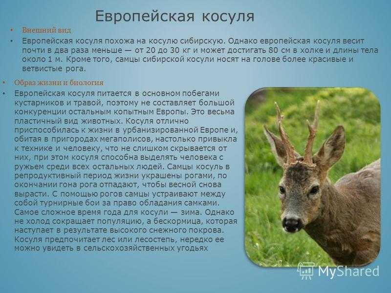 Косуля сибирская