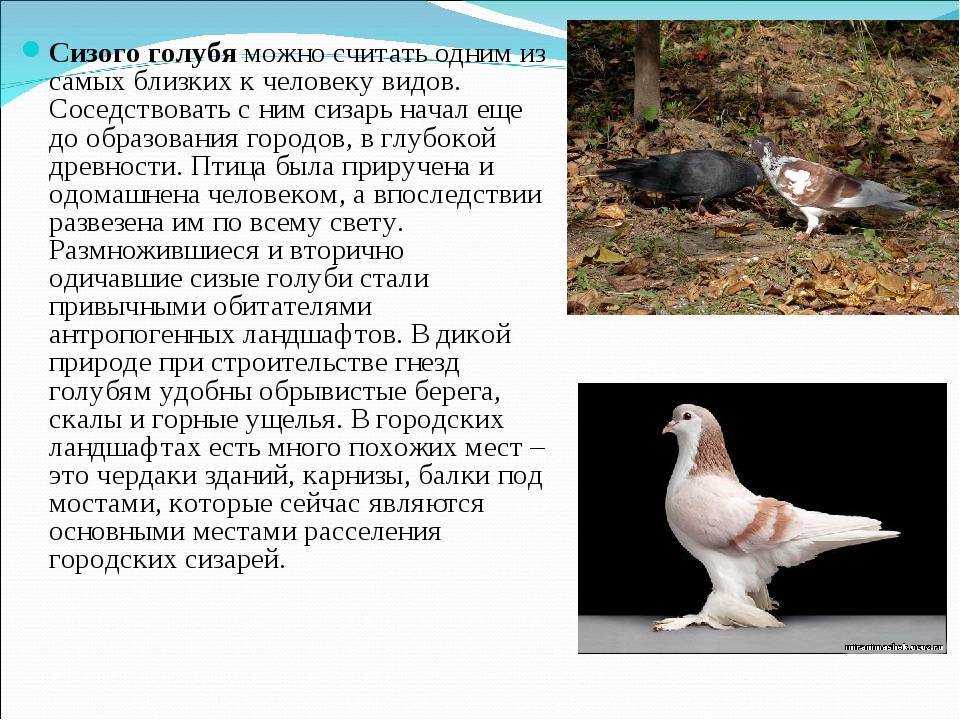 Сизый голубь ваше имя (обязательно) ваш e-mail (обязательно) тема сообщение пожаловаться ▲▼ проблемыинформация невернаопечатки, неверная орфография и пунктуацияинформация потеряла актуальностьнедостат