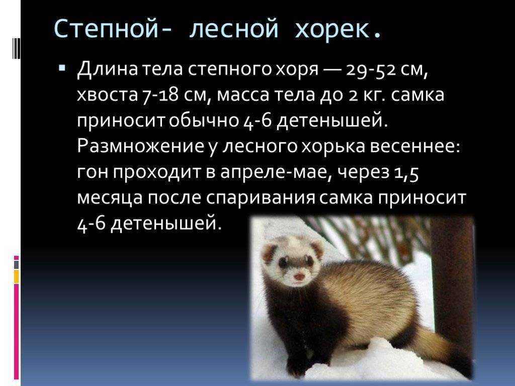 Хорек (фото) дикий - чем он опасен? хорек дикий - виды и их описание
