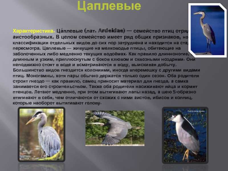 Аисты