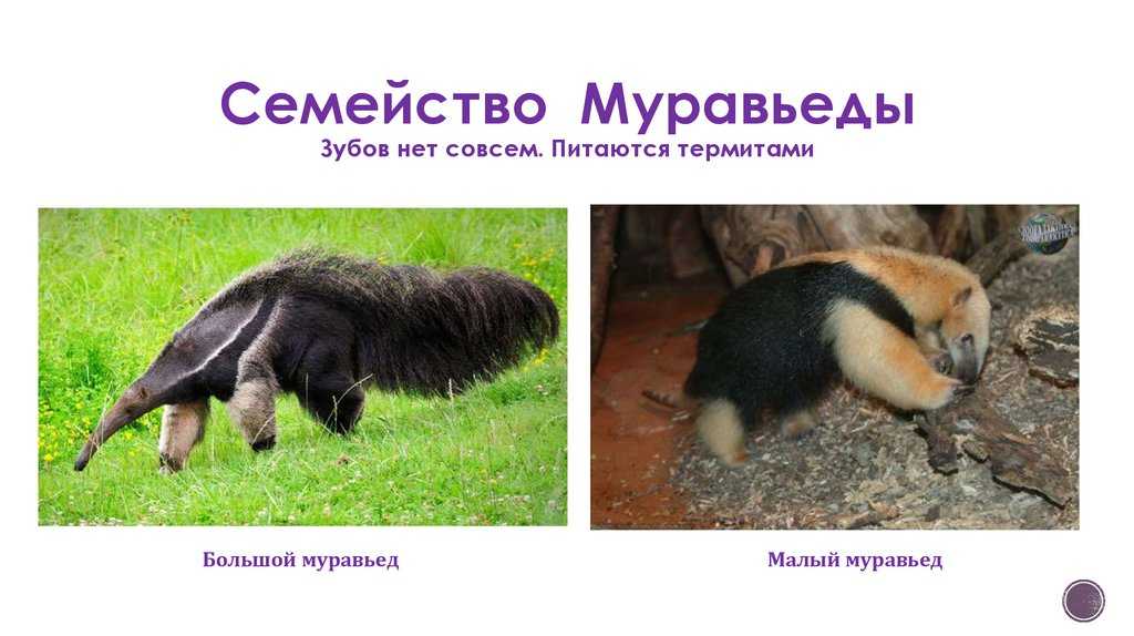 Магнотряд странносочлененные (xenarthra)