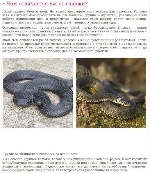 Животные экваториального леса