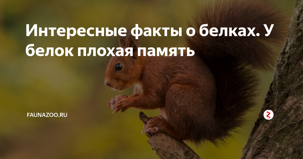 Интересные Факты О Белке