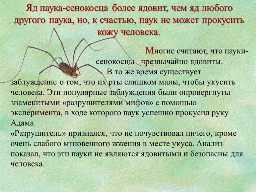 Паук-сенокосец: опасен ли он и как избавиться от него?