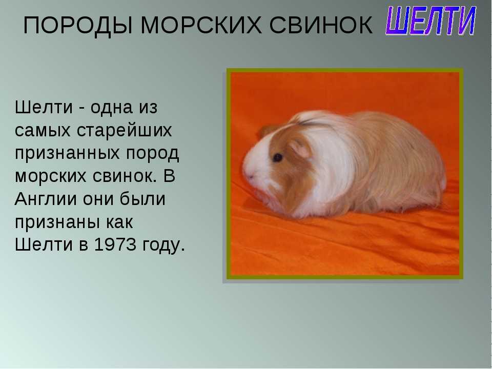 Капибара: описание, фото, ареал и среда обитания, питание, хищничество